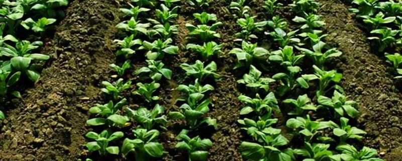 菠菜种子种植方法，催芽前对种子进行清洗消毒