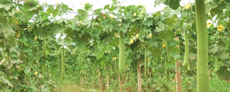 丝瓜的种植技术，在9月左右种植为佳