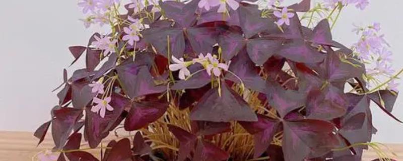 紫叶酢浆草的养殖方法，适宜生长在全日照或者半日照的环境中