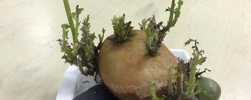 土豆发芽后怎么水培种植，可以进行水培