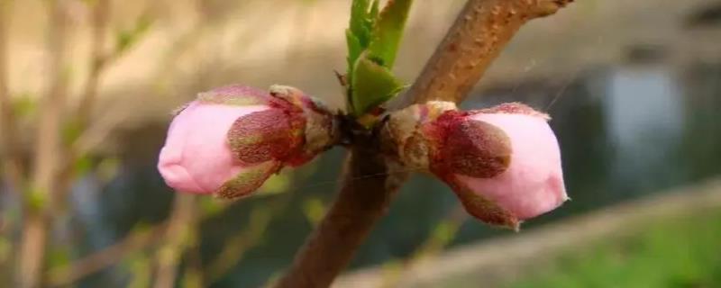 花是由什么发育而来的，由花芽发育而来