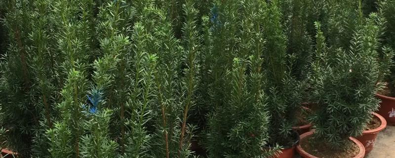 红豆杉的移栽方法，需要将红豆杉苗与土球一同取出