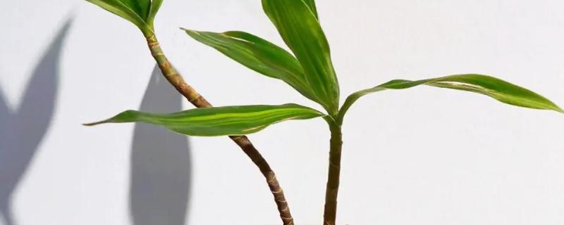 百合竹水培会生根吗，通常15天左右即可生根