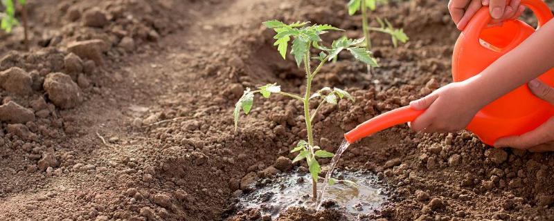 移栽西红柿过多长时间才能浇水，可每隔2-3天浇一次