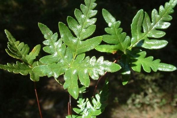 开小黄花的植物，常见这4种