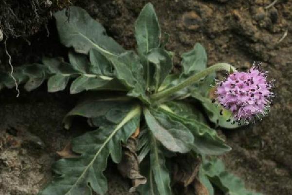 有乳汁的植物有哪些，有蒲公英、滴水观音、巴豆树等