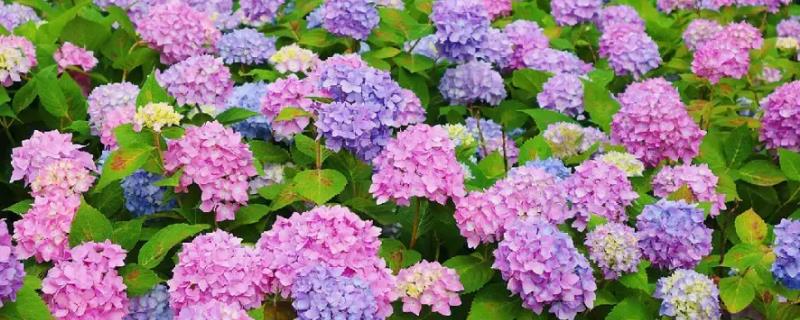绣球花的盆栽大全图片