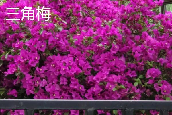 杜鹃花和三角梅的区别，叶片、花朵和果实均不同