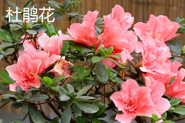 杜鹃花和三角梅的区别，叶片、花朵和果实均不同