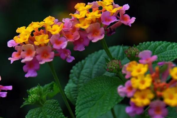 适合庭院种植的花卉，风雨兰、马樱丹、薰衣草等都适合庭院种植