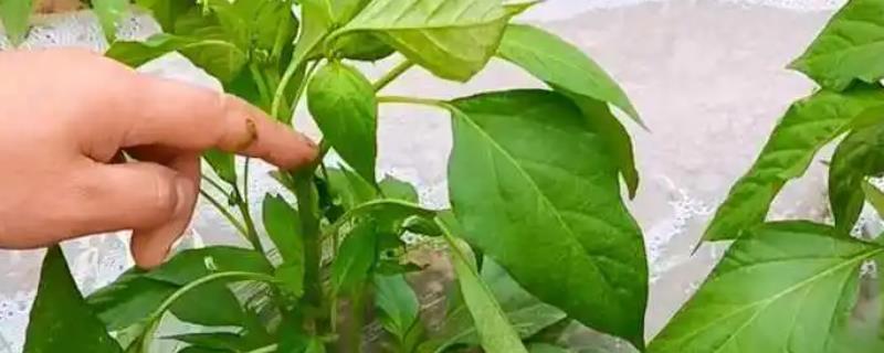 辣椒的掐尖方法，生长到16厘米左右进行