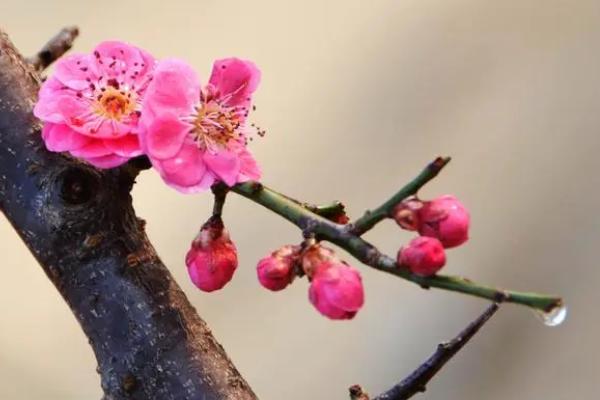 梅花的特点，属于多年生植物且耐寒性强