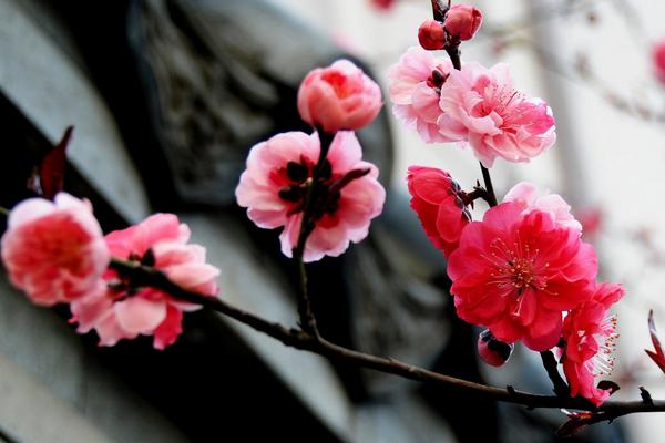 梅花的特点，属于多年生植物且耐寒性强