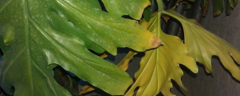 龟背竹叶子边缘发黄的处理方法，应及时控制温度