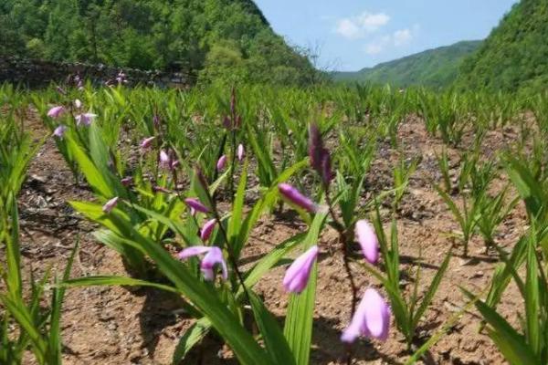 白芨的市场价格是多少，在40-45元左右每斤