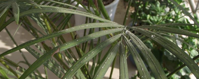 凤尾竹的养殖方法，选择肥沃的酸性土壤种植为佳