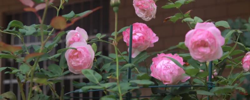 粉色月季的花语，花语是初恋