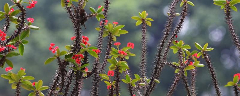 家里适合养虎刺梅花吗，植株上长有尖刺不适合家养