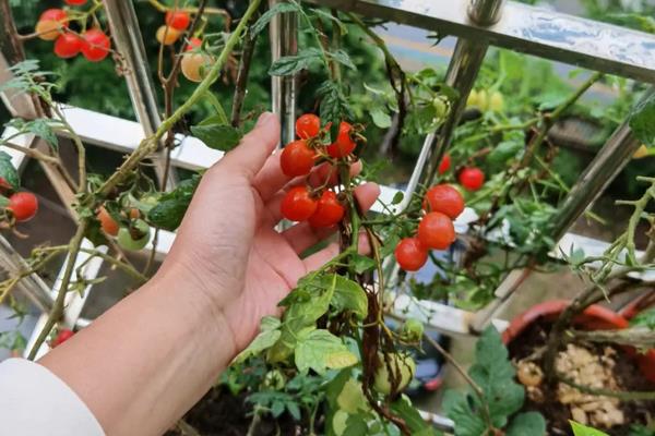 圣女果的家庭种植方法，使用陶土或是瓦质的花盆种植为佳