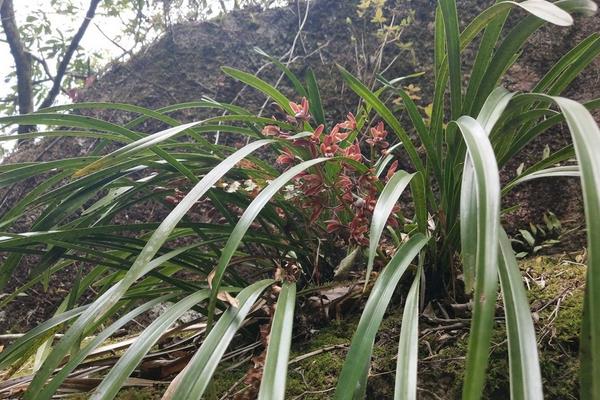 野生兰花的种植方法，春夏秋三季都要进行遮阴处理