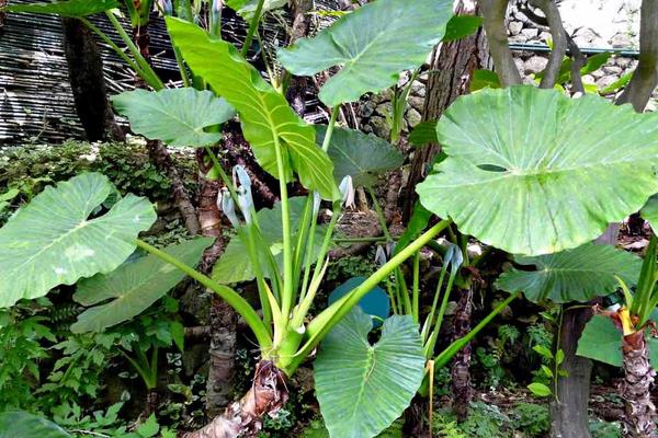 什么花卉植物不能采，常见的有滴水观音、百合花、夹竹桃等