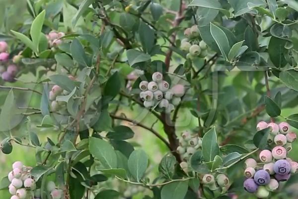 蓝莓树的种植要点，建议选择三年生果苗作为基质