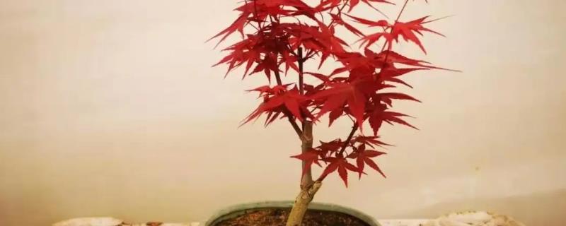 红枫可以浇硫酸亚铁吗，适当浇硫酸亚铁可以给植株增加铁元素