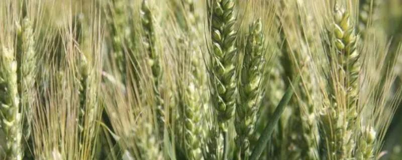冬小麦有哪些品种，常见的有郑麦9023、红地95等