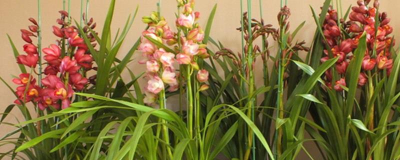 大花惠兰花的养殖方法，适宜生长在半阴的环境中