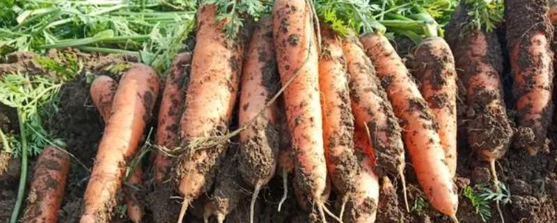 怎样种植胡萝卜又直又长，土壤选择砂质壤土为佳