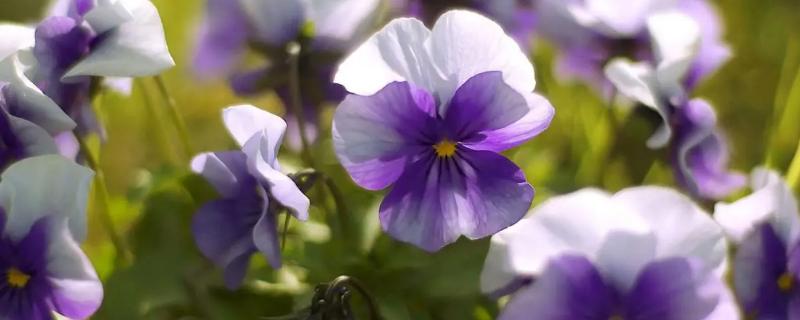 紫罗兰的适种时间，八月到十月上旬种植为佳