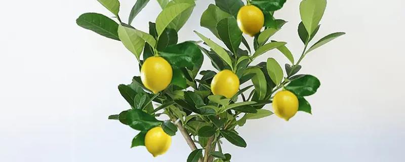 香水柠檬树的养殖方法，每天需保持3-4小时的光照时间