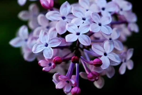 丁香花的特点，枝叶茂盛且花团锦簇