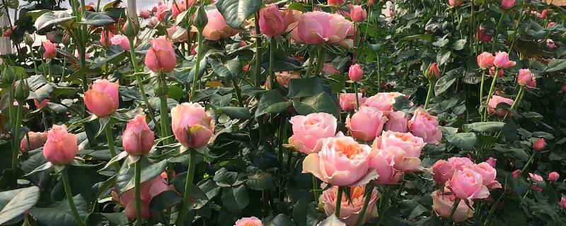 玫瑰花的花型简介，花朵单生或簇生、花瓣呈覆瓦状排列