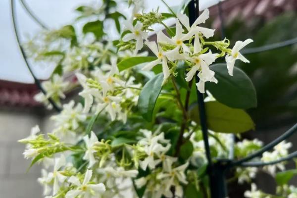 风车茉莉怎么养，适合用颗粒土、沙壤土或普通园土种植