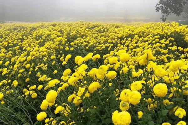 菊花叶子发黄干枯的原因，浇水或施肥不当均会导致