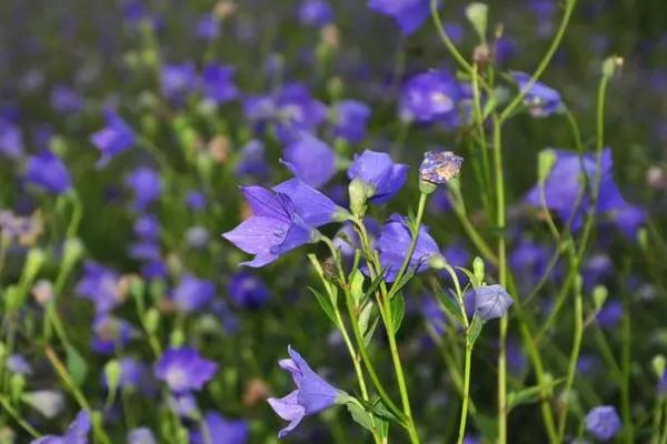 夏天开的有什么花，常见的有茉莉花、桔梗和向日葵等