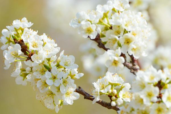 春天粉色的花有哪些，桃花、杏花、风信子都会在春天开花