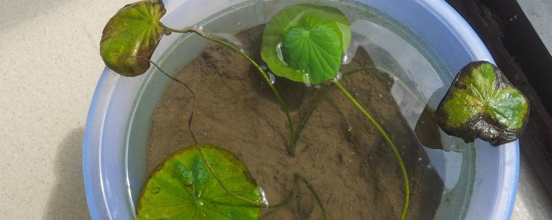 碗莲的水培种植方法，种植前需对容器消毒