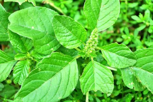 玉谷叶是什么植物，属于苋科植物