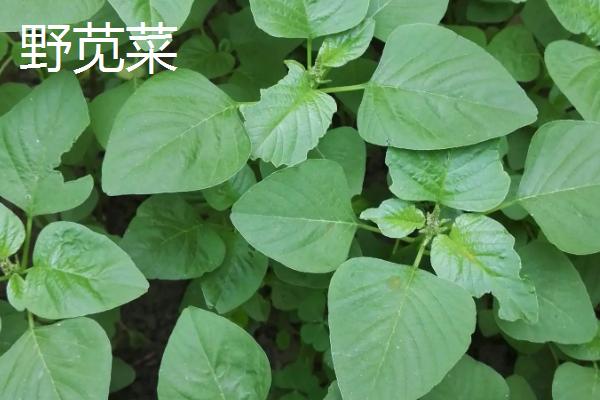 玉谷叶是什么植物，属于苋科植物