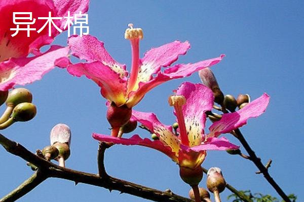 紫荆花和樱花的区别，外形、花期、习性和繁殖方法均不同