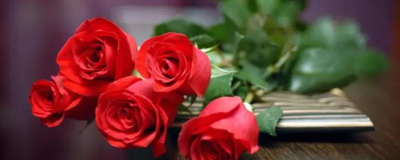 表达爱意的花有哪些，常见的有玫瑰花、康乃馨、合欢花等