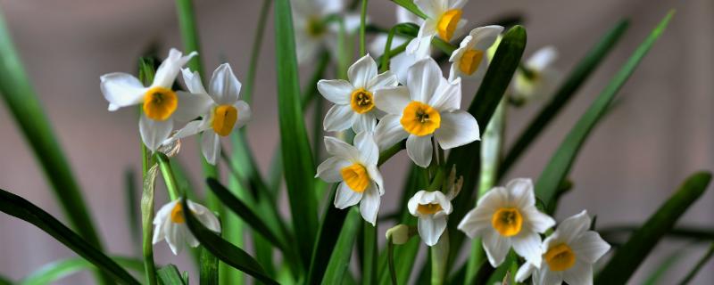 水仙花什么季节开，春季2-3月开放