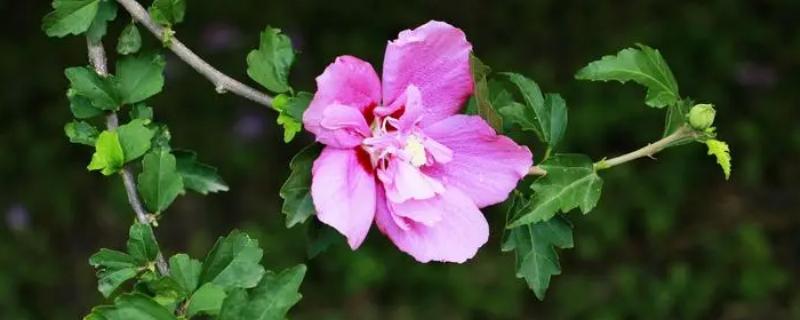 古代木槿花的雅称，雅称为里梅花、朝开暮落花