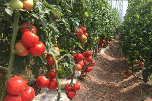 番茄怎样种植，需要为植株提供适量的水分