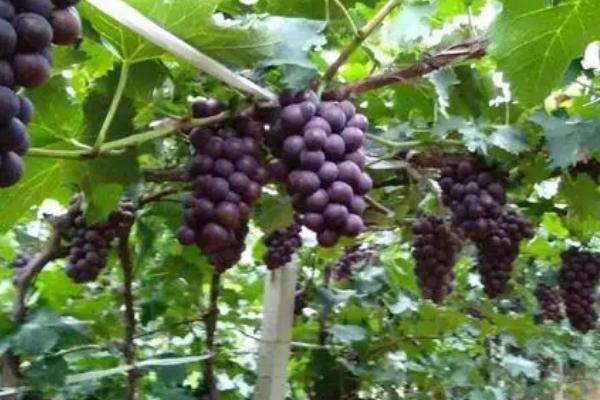 巨峰葡萄坐果新技术，在开花前要少施氮肥