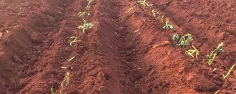 红薯的种植方法，种薯植好后覆盖一层2-3厘米的薄土