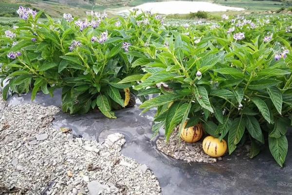 人参果的浇水方法，不同季节的浇水方法不同