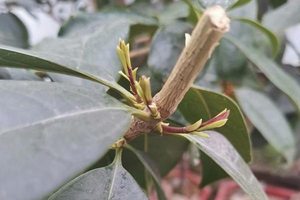 桂花春天怎么浇水，每2-3天浇水一次